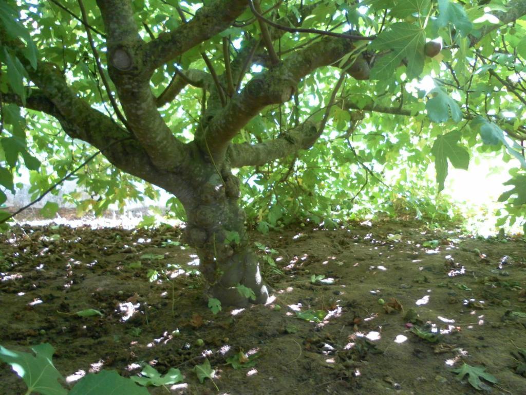 Lemon Tree Hostel Areia Branca Zewnętrze zdjęcie