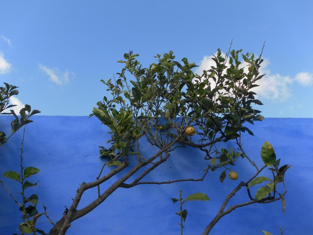 Lemon Tree Hostel Areia Branca Zewnętrze zdjęcie